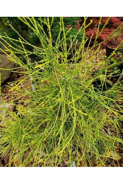 Описание Туи восточной Фрэнки Бой